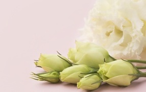 Белые цветы эустомы на розовом фоне крупным планом