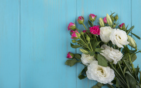 Белые цветы эустомы с розовыми розами на голубом фоне