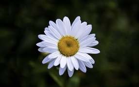 Белая полевая ромашка с желтой серединкой