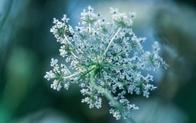 Белое цветущее полевое растение