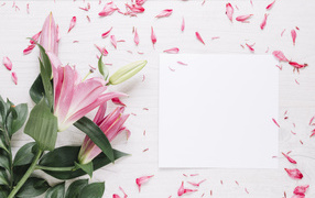 Белый лист с розовыми цветами лилии
