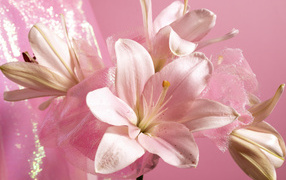 White lilies on a pink background closeup