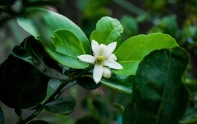 Белый цветок лайма на ветке в зеленых листьях