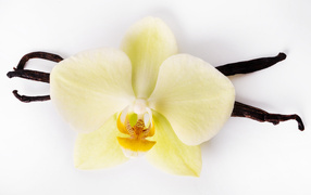 White orchid flower with vanilla on white background
