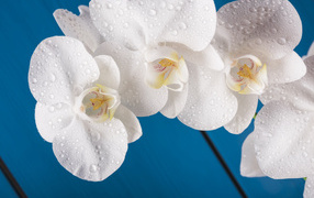 Белые цветы орхидеи на голубом фоне