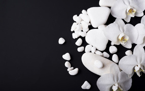 Белые орхидеи с камнями на черном фоне