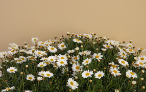 Белые маленькие ромашки на коричневом фоне