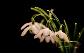Белые маленькие подснежники в вазе на черном фоне