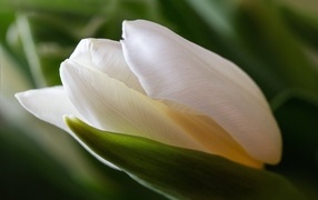 Белый тюльпан с зелеными листьями крупным планом