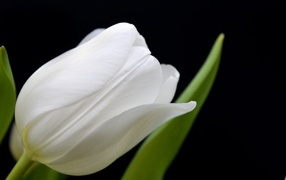 Белый тюльпан с тонкими лепестками на черном фоне