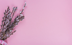 Ветки вербы на розовом фоне, шаблон для открытки