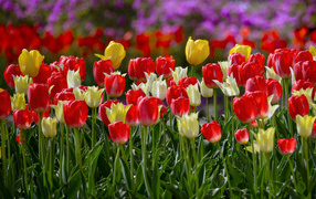 Желтые и красные тюльпаны на клумбе весной