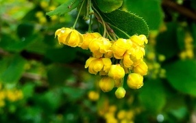 Желтые цветы барбариса в каплях воды крупным планом