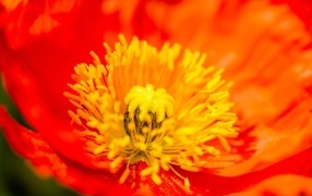 Желтая серединка красного мака крупным планом