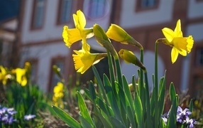 Желтые нарциссы распускаются на клумбе весной