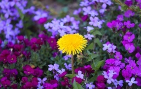 Желтый одуванчик в розовых цветах фиалки