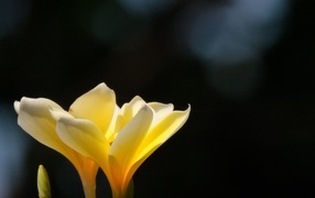 Желтые нежные цветы плюмерия крупным планом