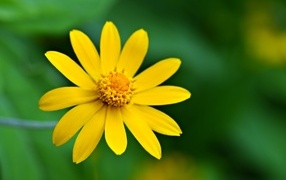 Желтый цветок с маленькими лепестками крупным планом