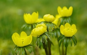 Желтые цветы рябчика крупным планом
