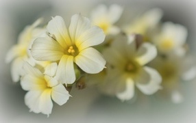 Желтые комнатные цветы крупным планом