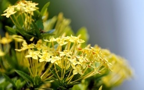 Желтые цветы иксора крупным планом