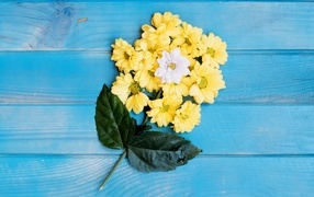 Желтые сорванные цветы хризантемы на голубом столе с зелеными листьями