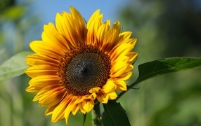 Желтый подсолнух с желтой серединой в лучах солнца