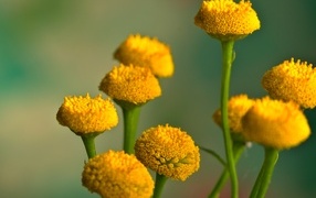 Желтые цветы пижмы на зеленом фоне крупным планом