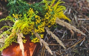 Желтые цветы пижмы на траве