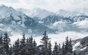 View of high snow-capped mountains and forest
