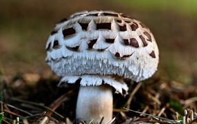 Large champignon mushroom on the ground