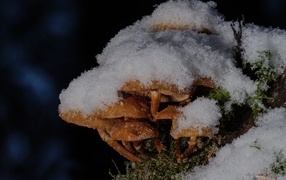 Маленькие грибы под снегом в лесу