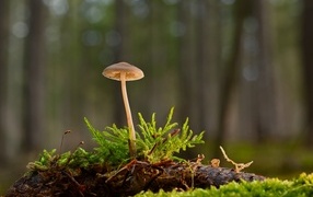 Маленький ядовитый гриб на покрытой мхом земле