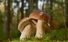 Два больших подберезовика в лесу