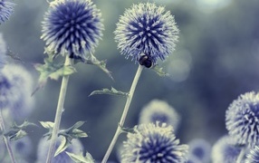 Колючие шарики чертополоха крупным планом