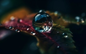 Капля воды на зеленом листе крупным планом