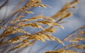 Колосья полевой травы крупным планом