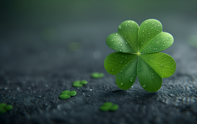 Зеленый лист клевера в каплях росы на асфальте