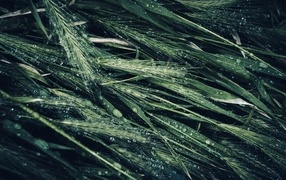 Зеленые колосья травы в каплях дождя