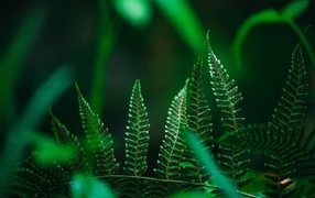 Green fern leaves close up