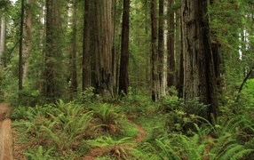 Зеленый папоротник с деревьями в лесу