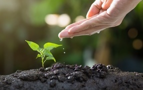 Зеленый росток поливают из ладони