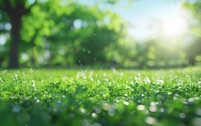 Зеленая молодая трава в лучах солнца летом