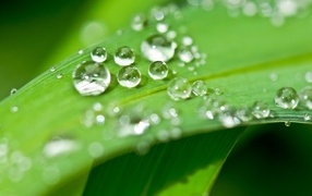 Много капель воды на зеленом листке