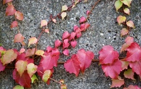 Розовые листья декоративного винограда на стене