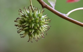 Колючий плод на ветке дерева