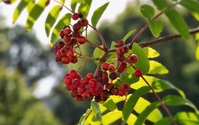 Красные ягоды рябины на ветке крупным планом