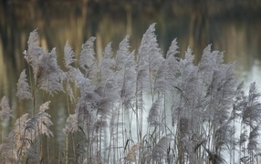 Колосья тростника у воды