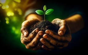 Росток в земле в ладонях мужчины