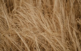 Желтая сухая пшеница крупным планом на поле